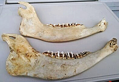 HORSE OR OTHER ANIMAL JAW TEETH FREE SHIP