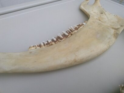 HORSE OR OTHER ANIMAL JAW TEETH FREE SHIP