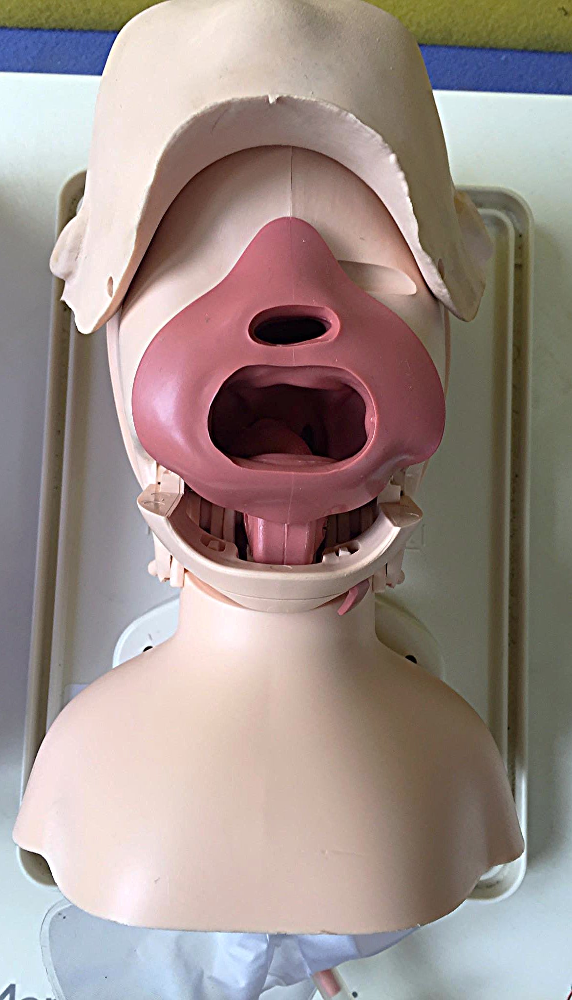 EXCELLENT LAERDAL MANIKIN Airway Management Trainer with Tray & Cover FREE SHIP