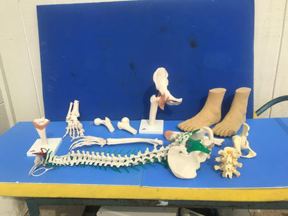 LOT of Medical Plastics Lumbar Vertebrae Spine Spinal Column Hand Feet FREE SHIP