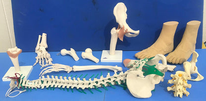 LOT of Medical Plastics Lumbar Vertebrae Spine Spinal Column Hand Feet FREE SHIP