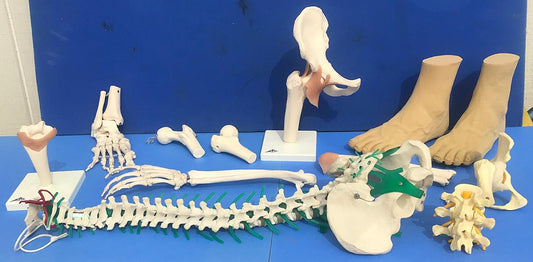 LOT of Medical Plastics Lumbar Vertebrae Spine Spinal Column Hand Feet FREE SHIP