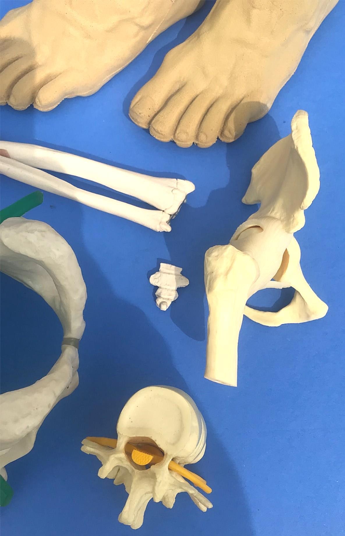 LOT of Medical Plastics Lumbar Vertebrae Spine Spinal Column Hand Feet FREE SHIP