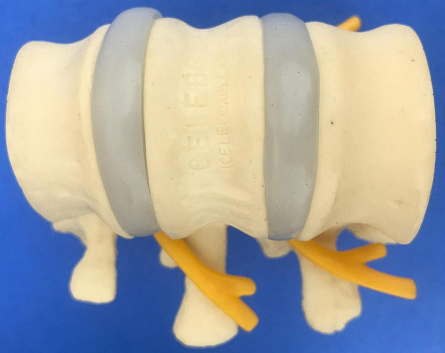 LOT of Medical Plastics Lumbar Vertebrae Spine Spinal Column Hand Feet FREE SHIP