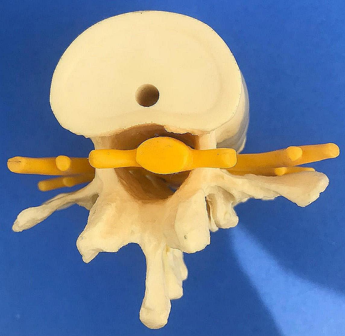 LOT of Medical Plastics Lumbar Vertebrae Spine Spinal Column Hand Feet FREE SHIP