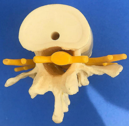 LOT of Medical Plastics Lumbar Vertebrae Spine Spinal Column Hand Feet FREE SHIP