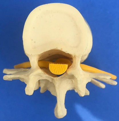 LOT of Medical Plastics Lumbar Vertebrae Spine Spinal Column Hand Feet FREE SHIP