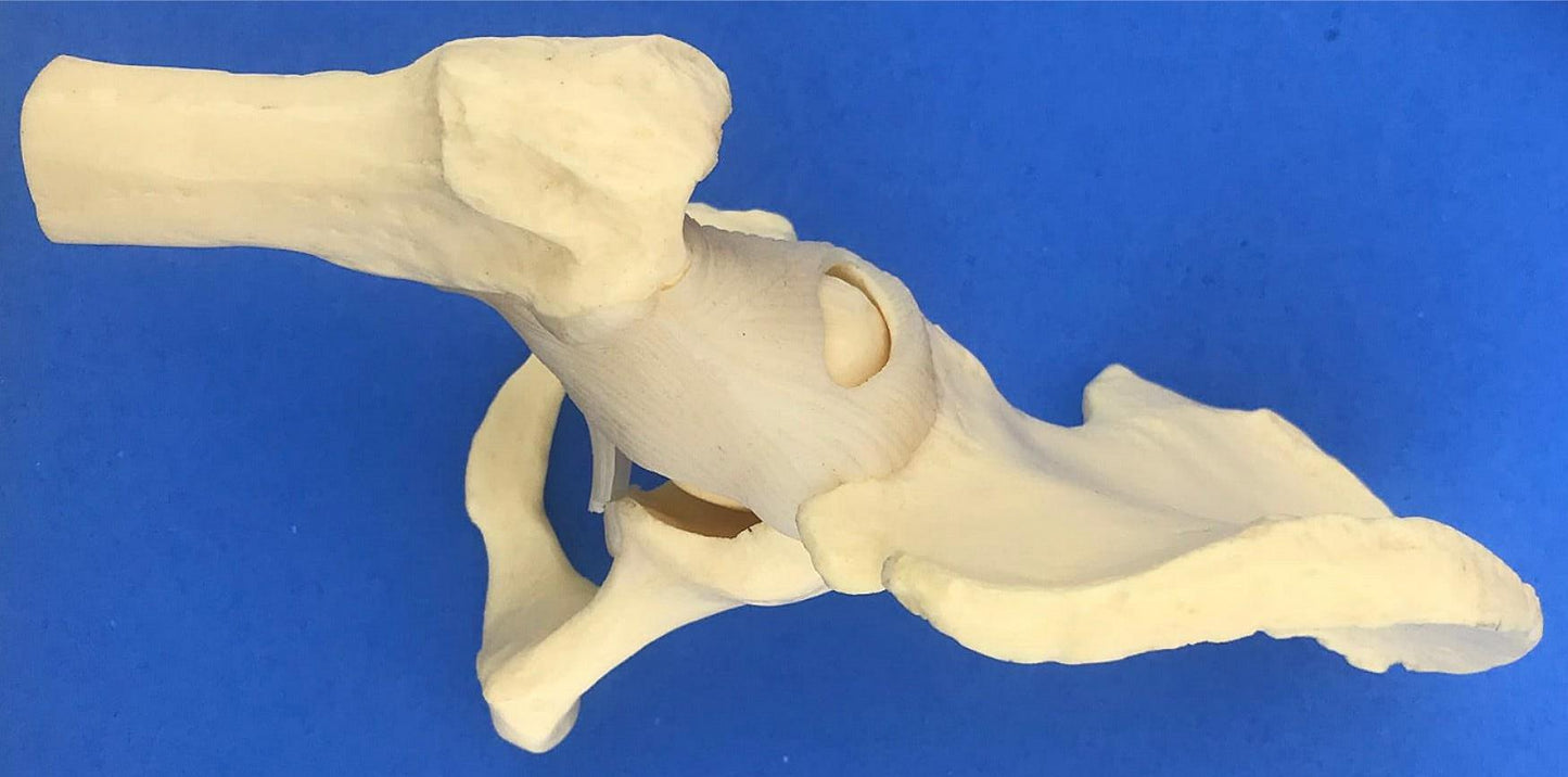 LOT of Medical Plastics Lumbar Vertebrae Spine Spinal Column Hand Feet FREE SHIP