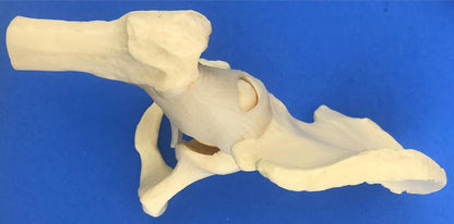 LOT of Medical Plastics Lumbar Vertebrae Spine Spinal Column Hand Feet FREE SHIP