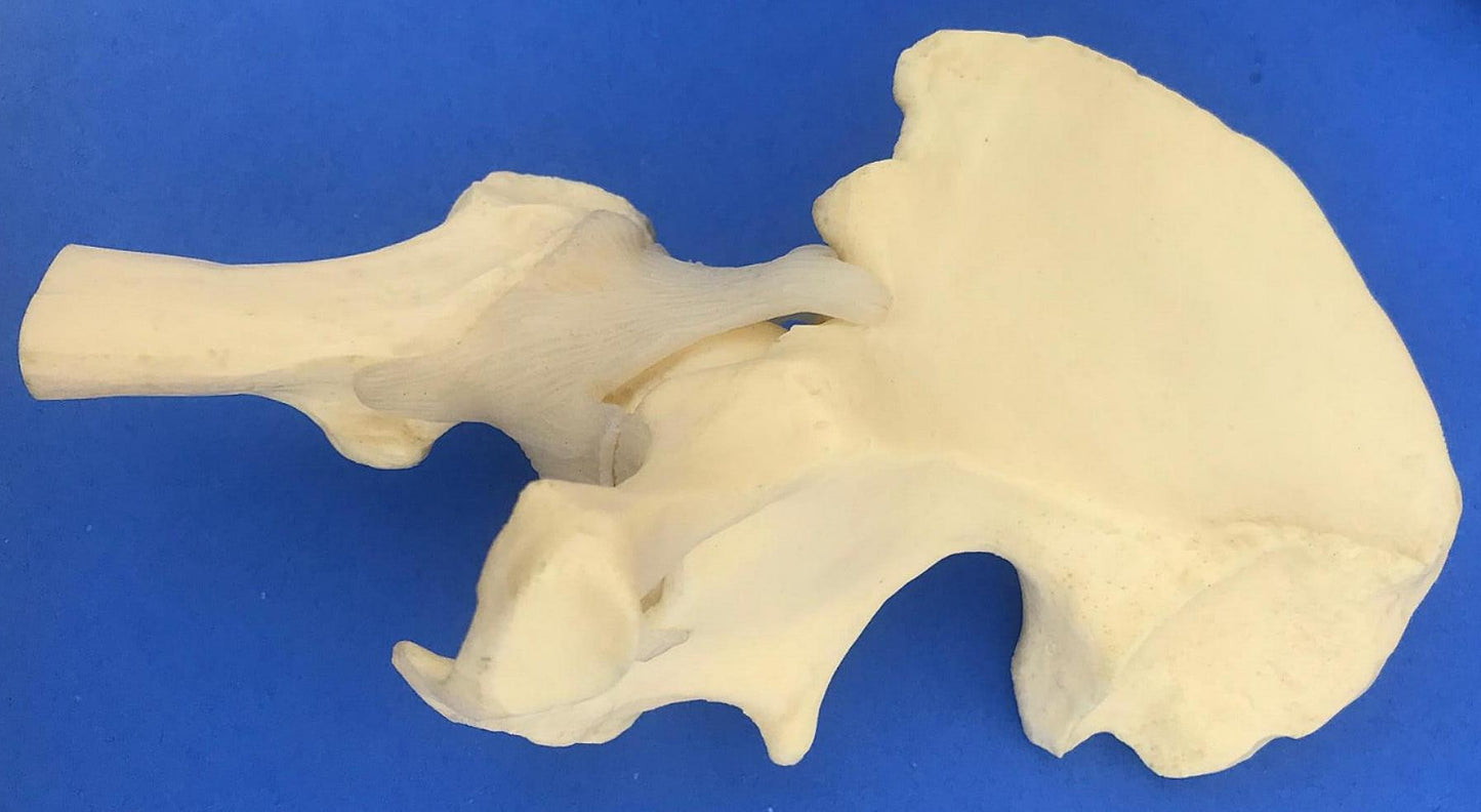 LOT of Medical Plastics Lumbar Vertebrae Spine Spinal Column Hand Feet FREE SHIP