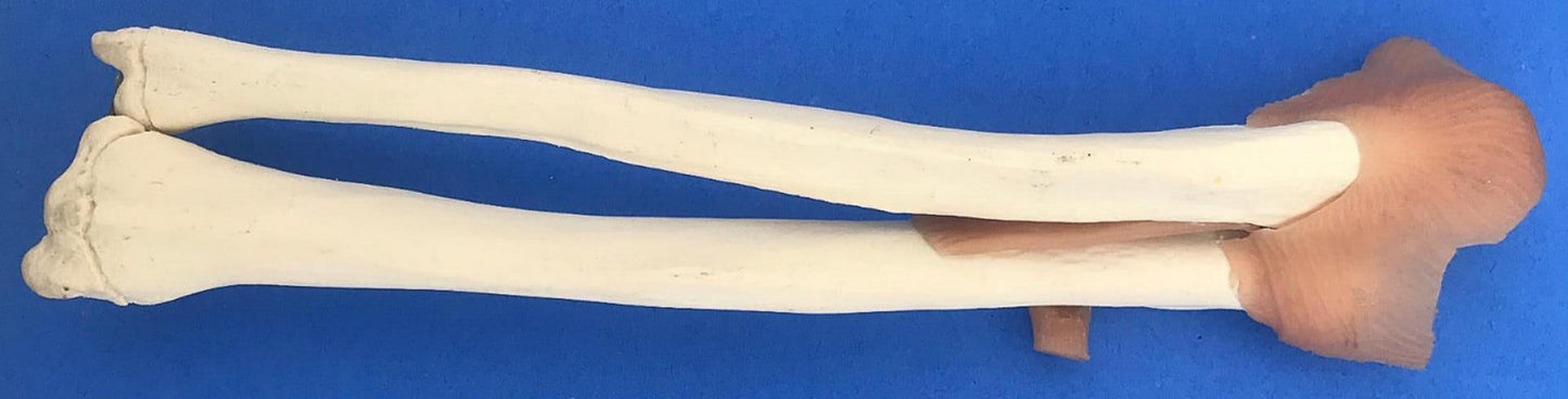 LOT of Medical Plastics Lumbar Vertebrae Spine Spinal Column Hand Feet FREE SHIP