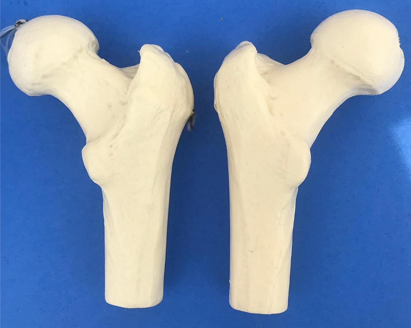 LOT of Medical Plastics Lumbar Vertebrae Spine Spinal Column Hand Feet FREE SHIP