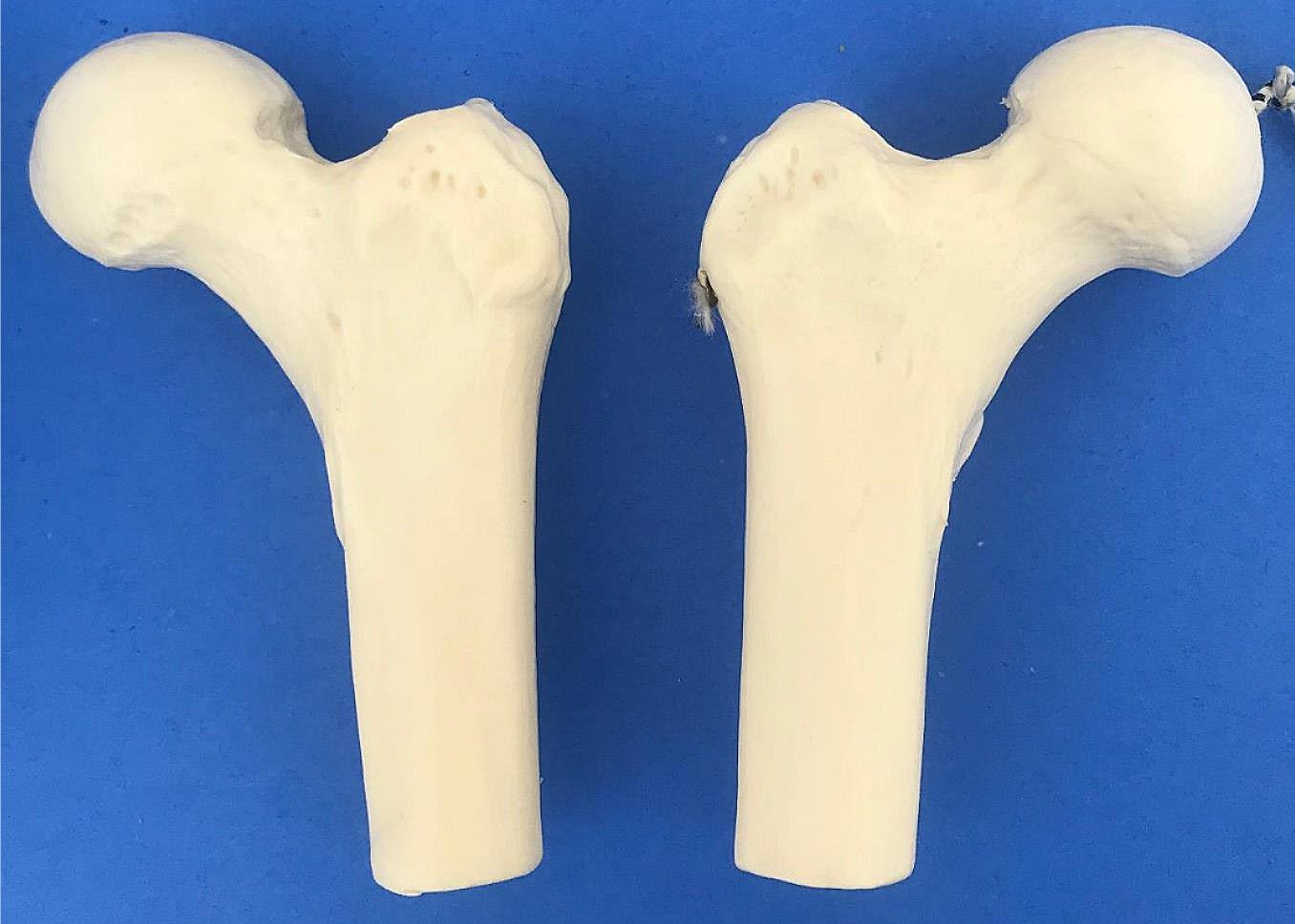 LOT of Medical Plastics Lumbar Vertebrae Spine Spinal Column Hand Feet FREE SHIP