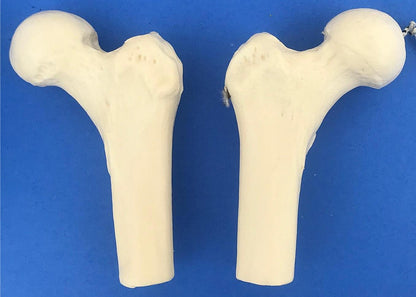 LOT of Medical Plastics Lumbar Vertebrae Spine Spinal Column Hand Feet FREE SHIP