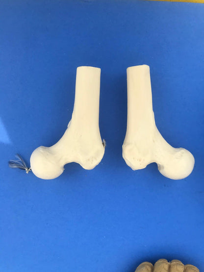 LOT of Medical Plastics Lumbar Vertebrae Spine Spinal Column Hand Feet FREE SHIP