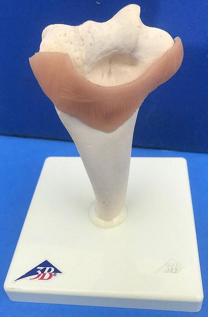 LOT of Medical Plastics Lumbar Vertebrae Spine Spinal Column Hand Feet FREE SHIP