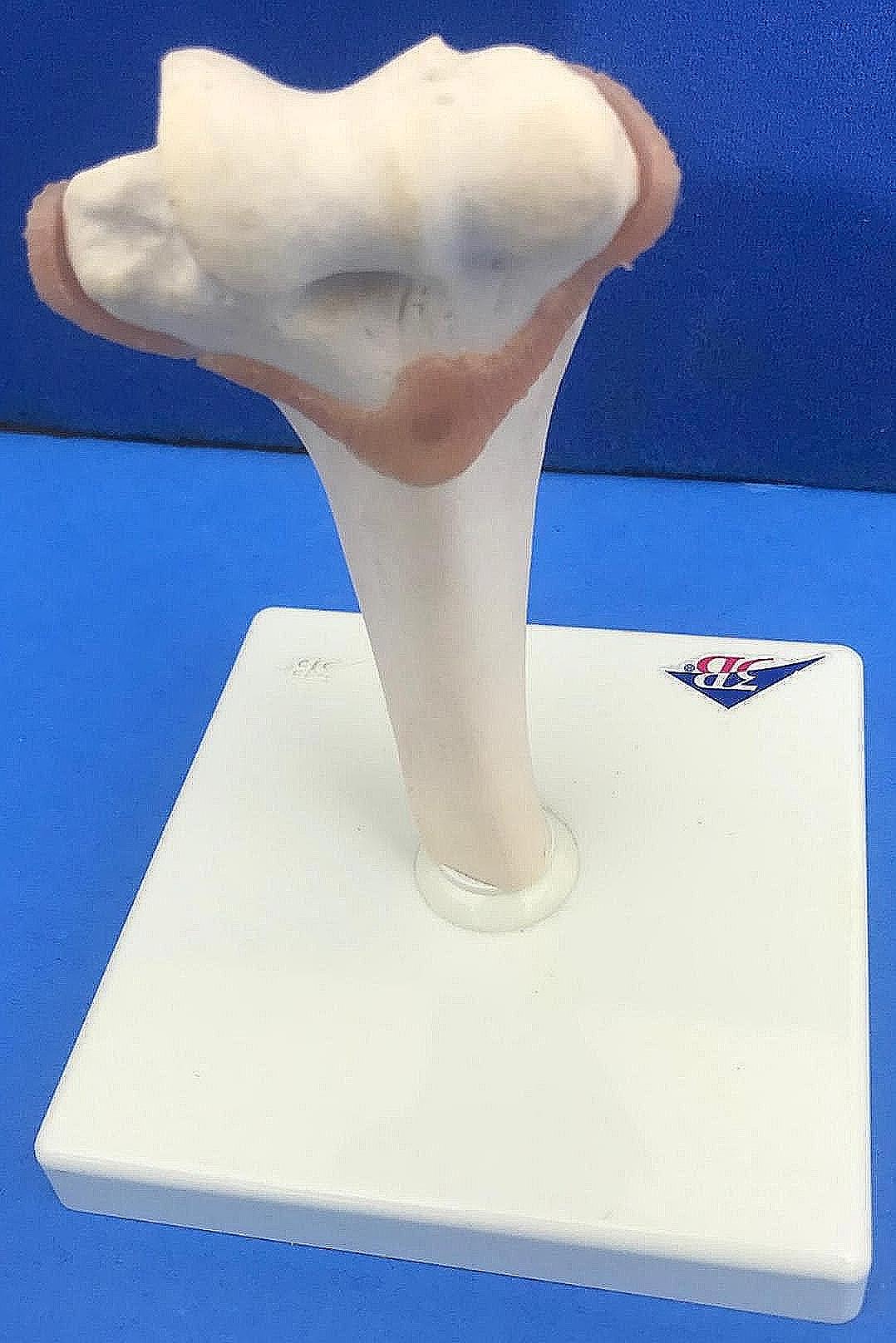 LOT of Medical Plastics Lumbar Vertebrae Spine Spinal Column Hand Feet FREE SHIP