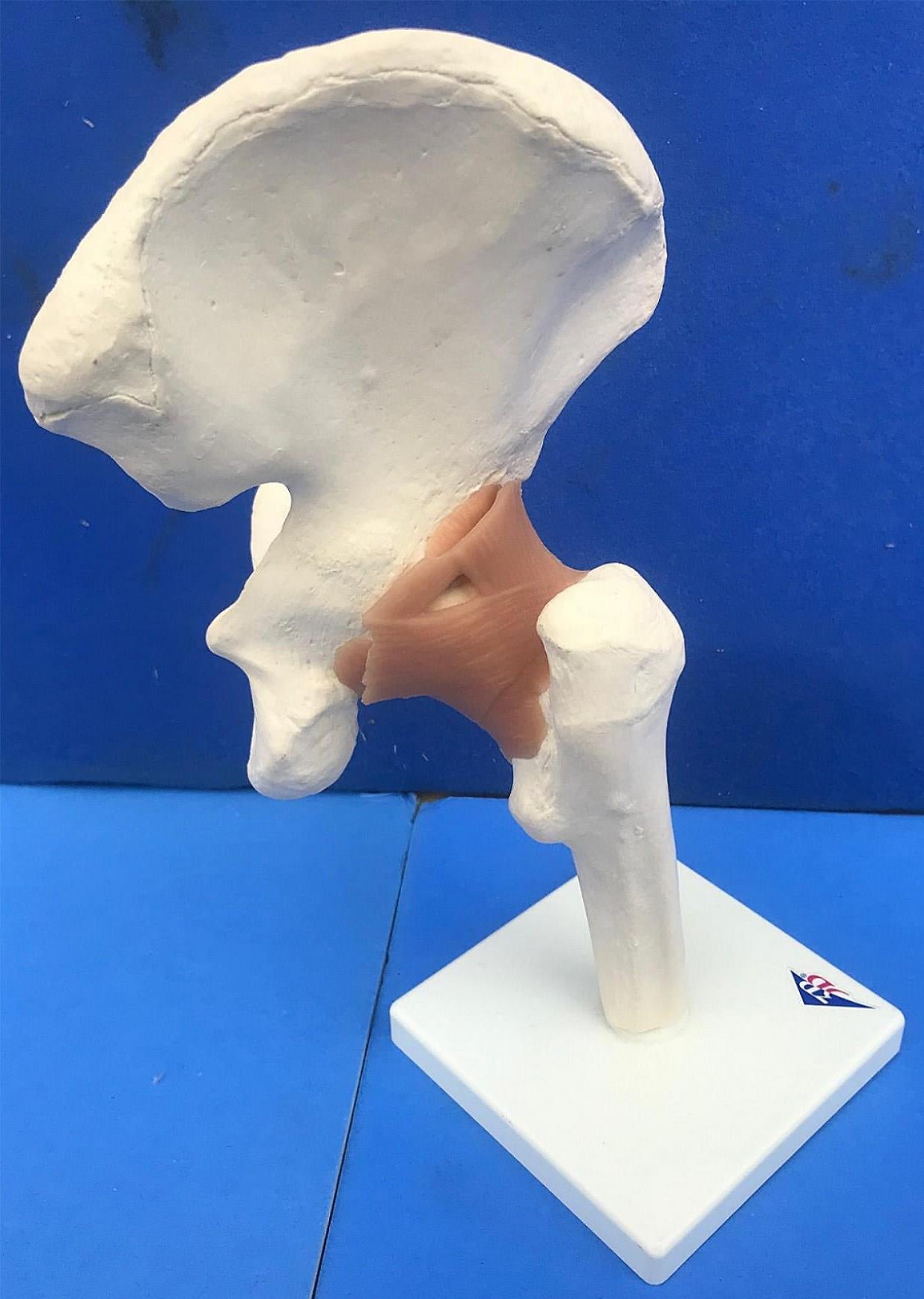 LOT of Medical Plastics Lumbar Vertebrae Spine Spinal Column Hand Feet FREE SHIP