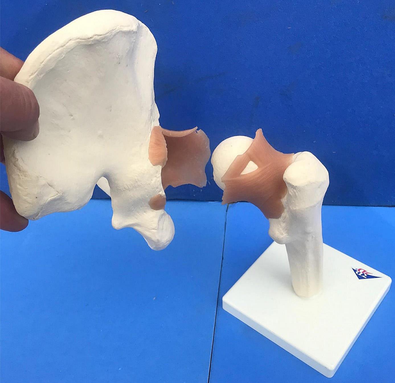 LOT of Medical Plastics Lumbar Vertebrae Spine Spinal Column Hand Feet FREE SHIP