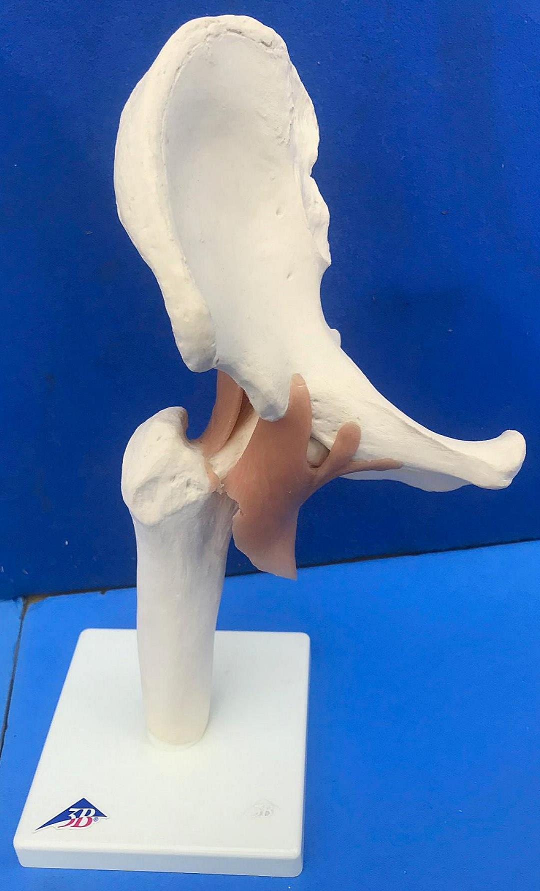 LOT of Medical Plastics Lumbar Vertebrae Spine Spinal Column Hand Feet FREE SHIP