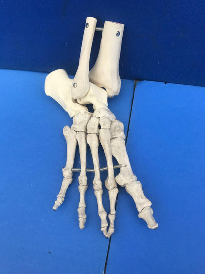 LOT of Medical Plastics Lumbar Vertebrae Spine Spinal Column Hand Feet FREE SHIP