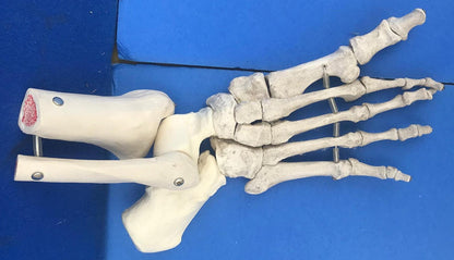 LOT of Medical Plastics Lumbar Vertebrae Spine Spinal Column Hand Feet FREE SHIP