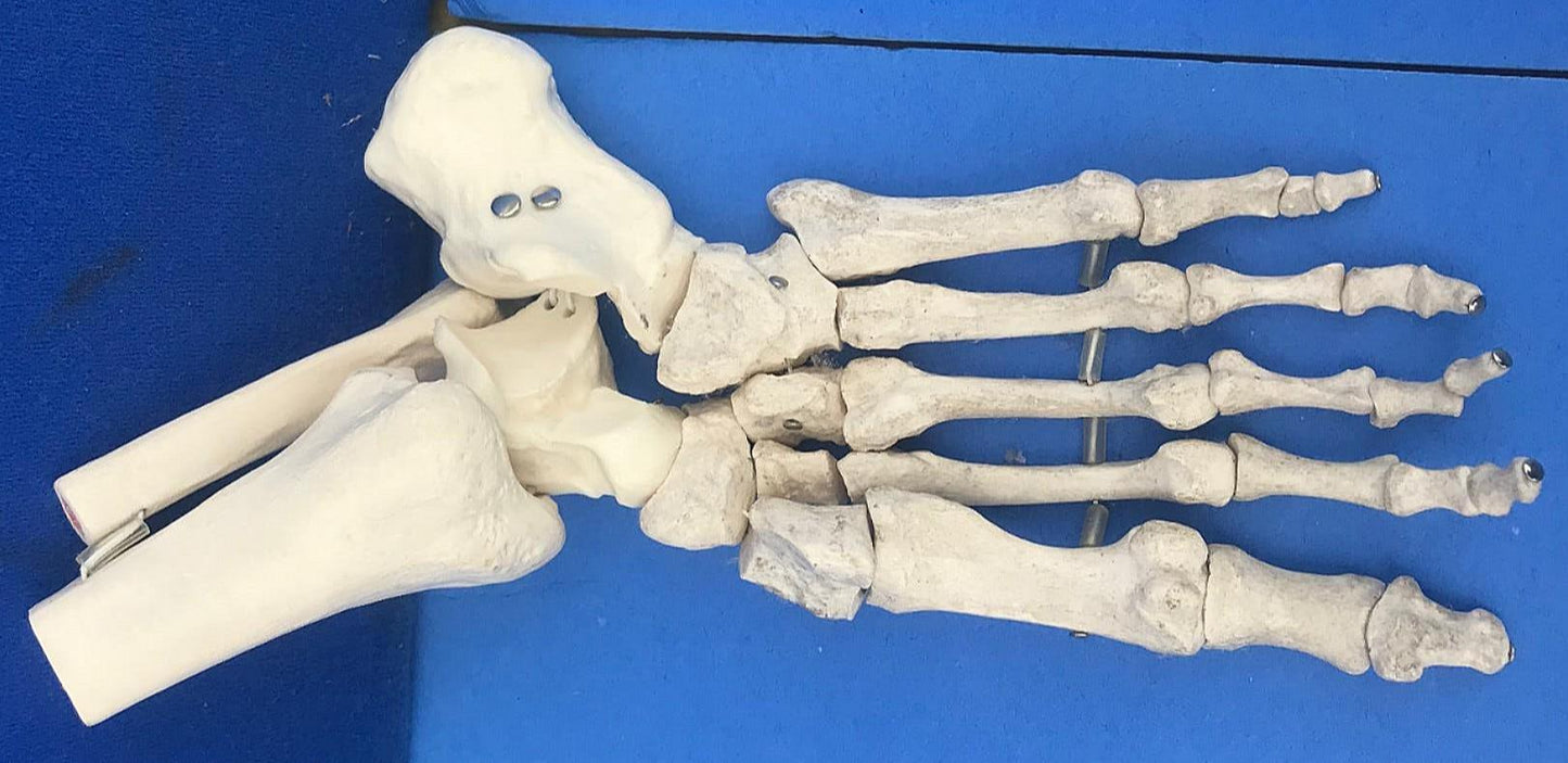 LOT of Medical Plastics Lumbar Vertebrae Spine Spinal Column Hand Feet FREE SHIP