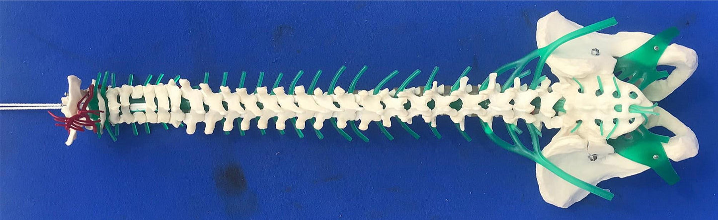 LOT of Medical Plastics Lumbar Vertebrae Spine Spinal Column Hand Feet FREE SHIP