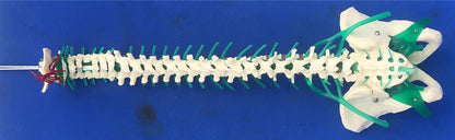 LOT of Medical Plastics Lumbar Vertebrae Spine Spinal Column Hand Feet FREE SHIP