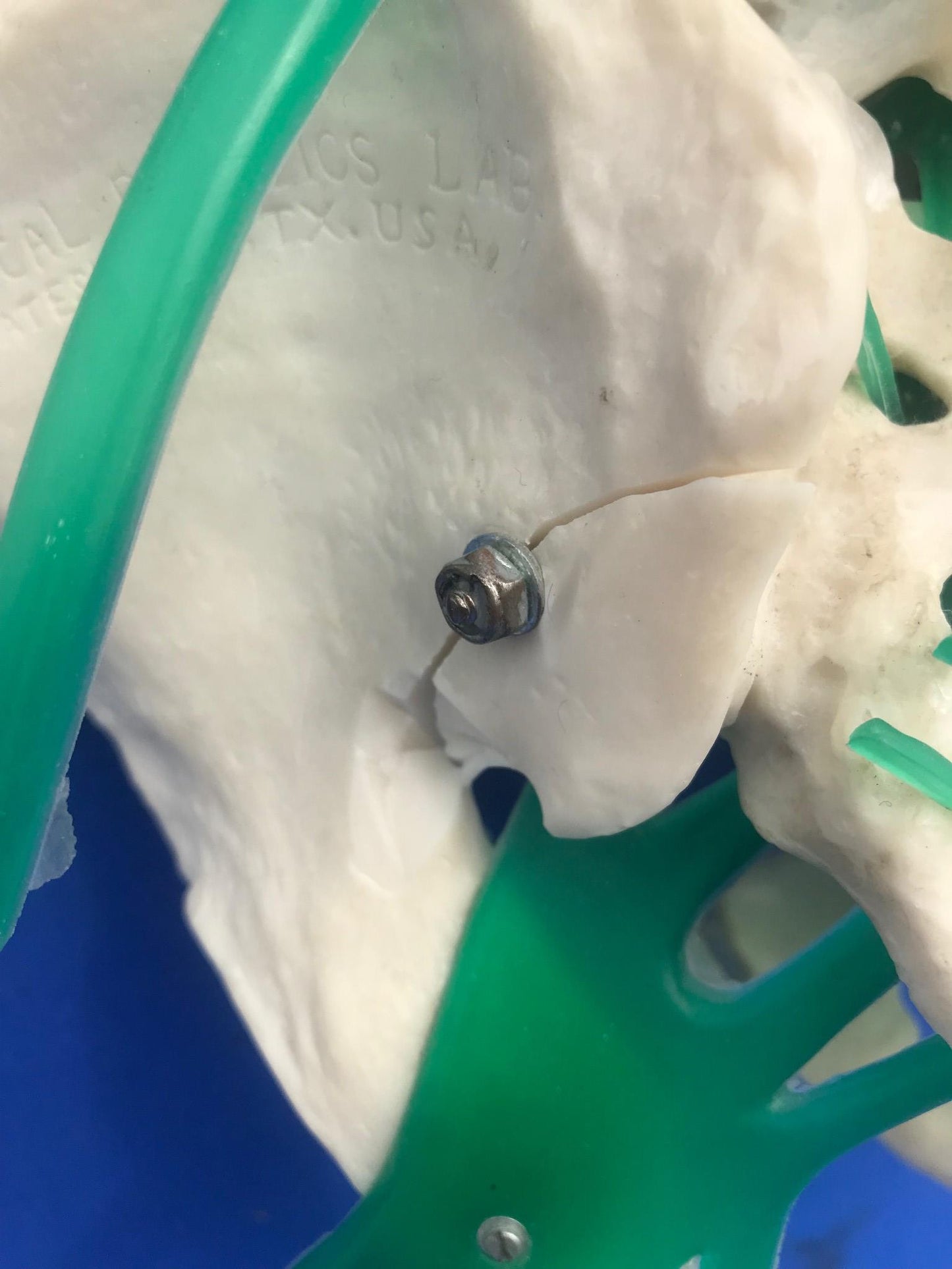 LOT of Medical Plastics Lumbar Vertebrae Spine Spinal Column Hand Feet FREE SHIP