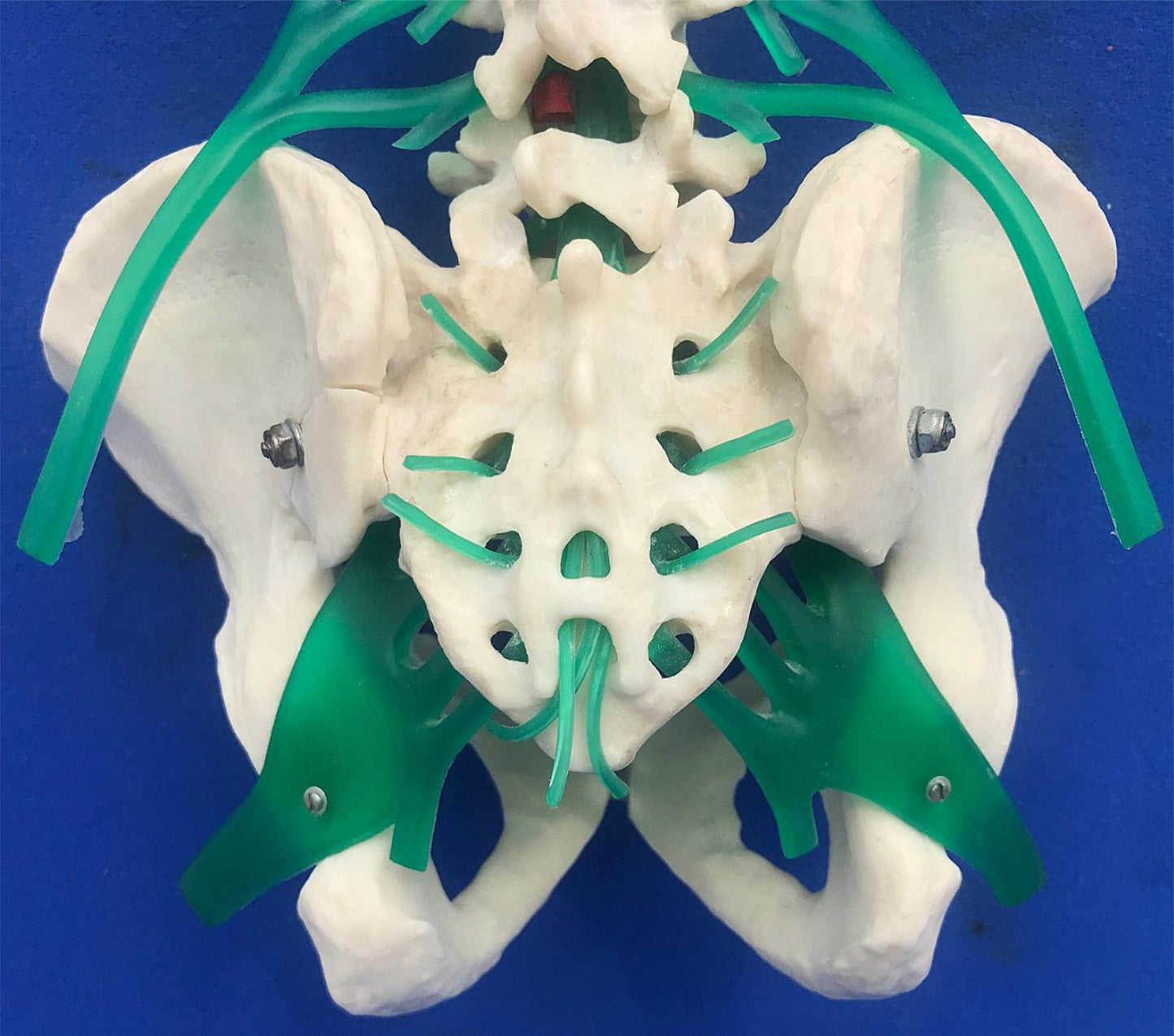 LOT of Medical Plastics Lumbar Vertebrae Spine Spinal Column Hand Feet FREE SHIP