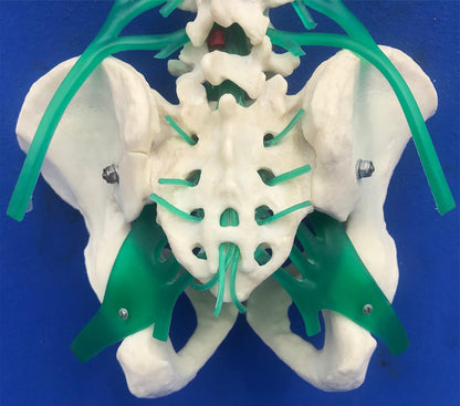 LOT of Medical Plastics Lumbar Vertebrae Spine Spinal Column Hand Feet FREE SHIP