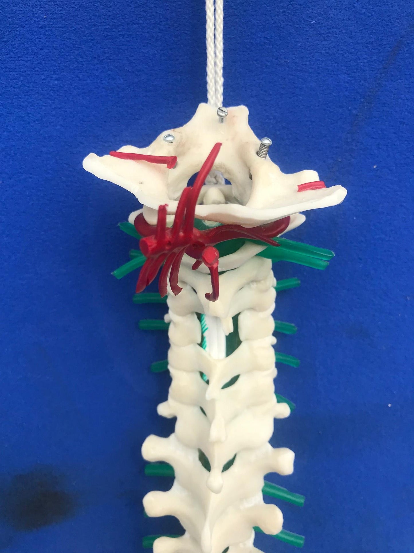 LOT of Medical Plastics Lumbar Vertebrae Spine Spinal Column Hand Feet FREE SHIP