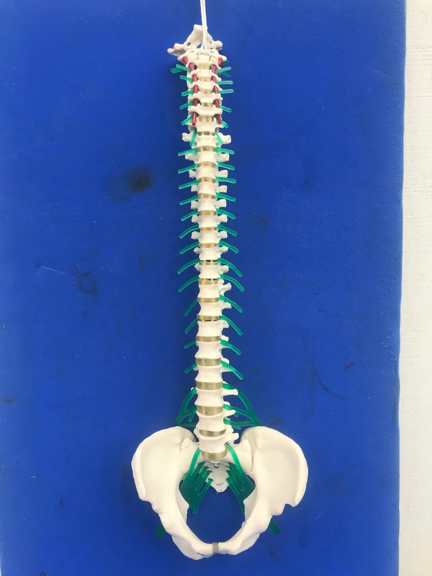 LOT of Medical Plastics Lumbar Vertebrae Spine Spinal Column Hand Feet FREE SHIP