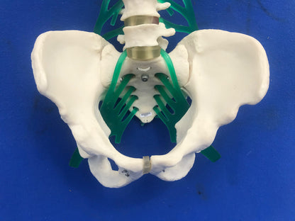 LOT of Medical Plastics Lumbar Vertebrae Spine Spinal Column Hand Feet FREE SHIP