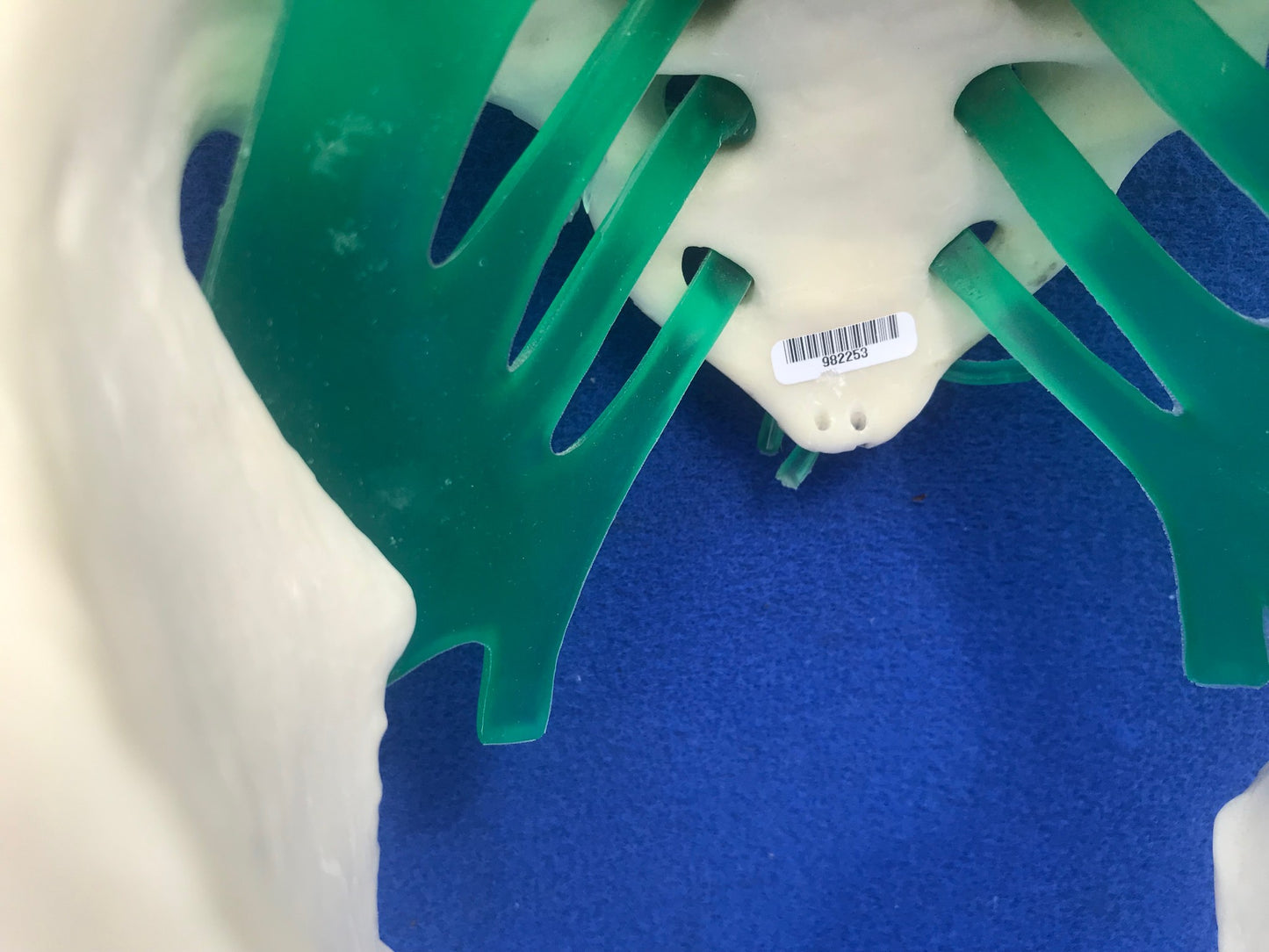 LOT of Medical Plastics Lumbar Vertebrae Spine Spinal Column Hand Feet FREE SHIP