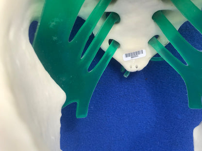 LOT of Medical Plastics Lumbar Vertebrae Spine Spinal Column Hand Feet FREE SHIP