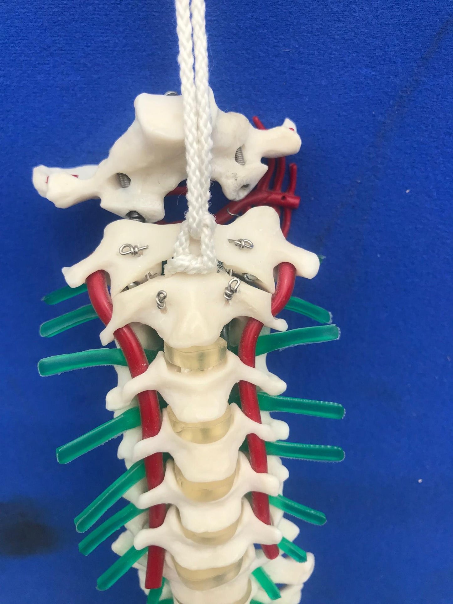 LOT of Medical Plastics Lumbar Vertebrae Spine Spinal Column Hand Feet FREE SHIP