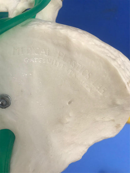 LOT of Medical Plastics Lumbar Vertebrae Spine Spinal Column Hand Feet FREE SHIP