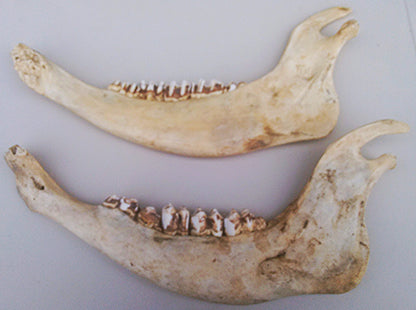 HORSE OR OTHER ANIMAL JAW TEETH FREE SHIP