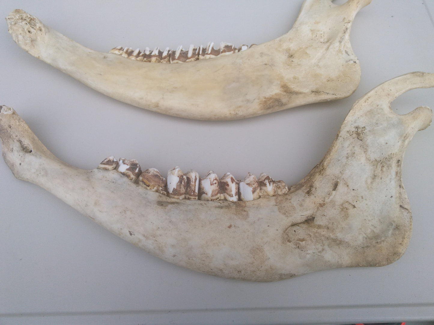 HORSE OR OTHER ANIMAL JAW TEETH FREE SHIP
