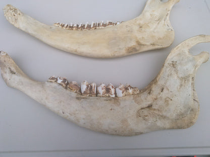 HORSE OR OTHER ANIMAL JAW TEETH FREE SHIP