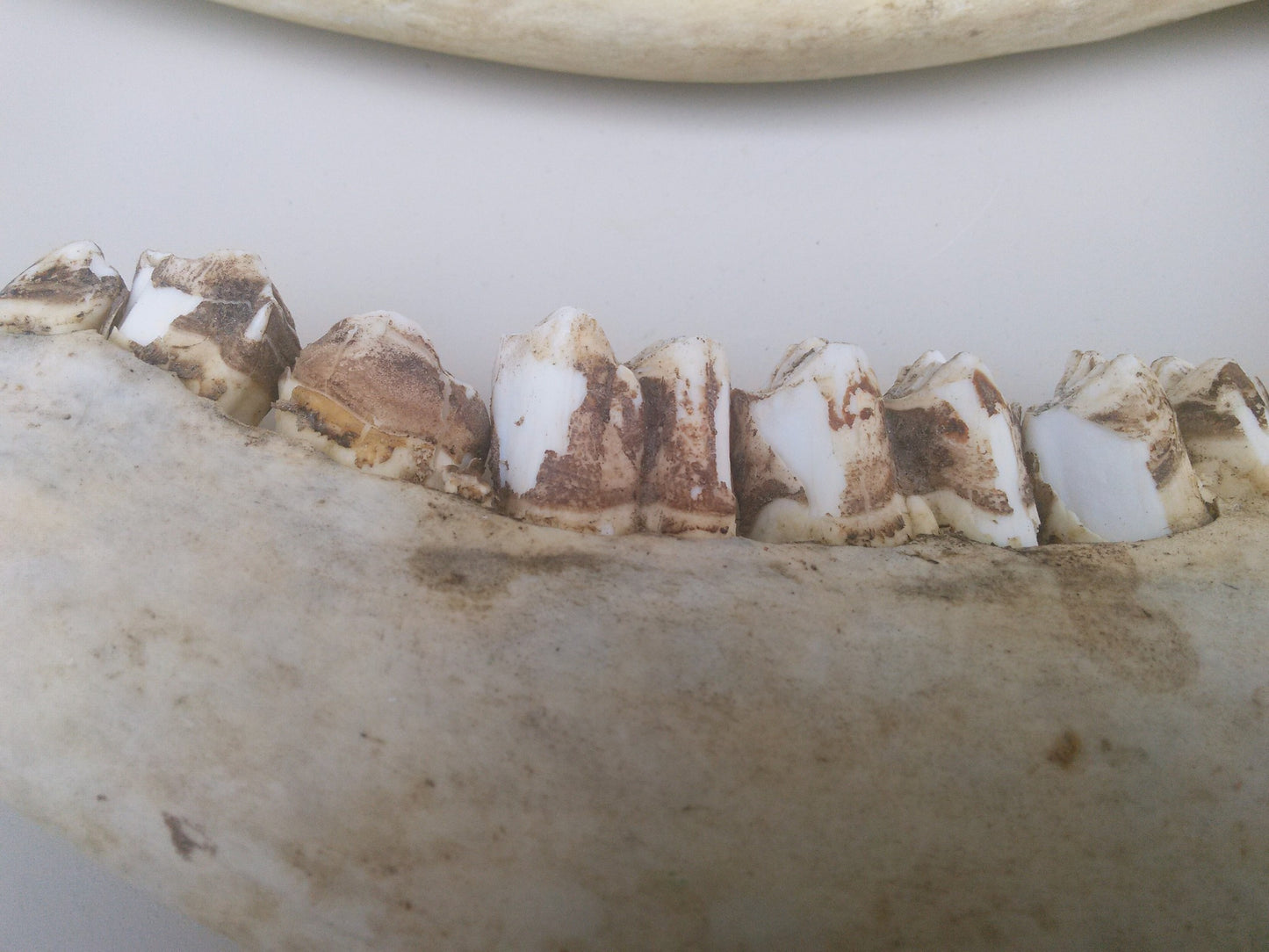 HORSE OR OTHER ANIMAL JAW TEETH FREE SHIP