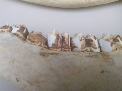 HORSE OR OTHER ANIMAL JAW TEETH FREE SHIP