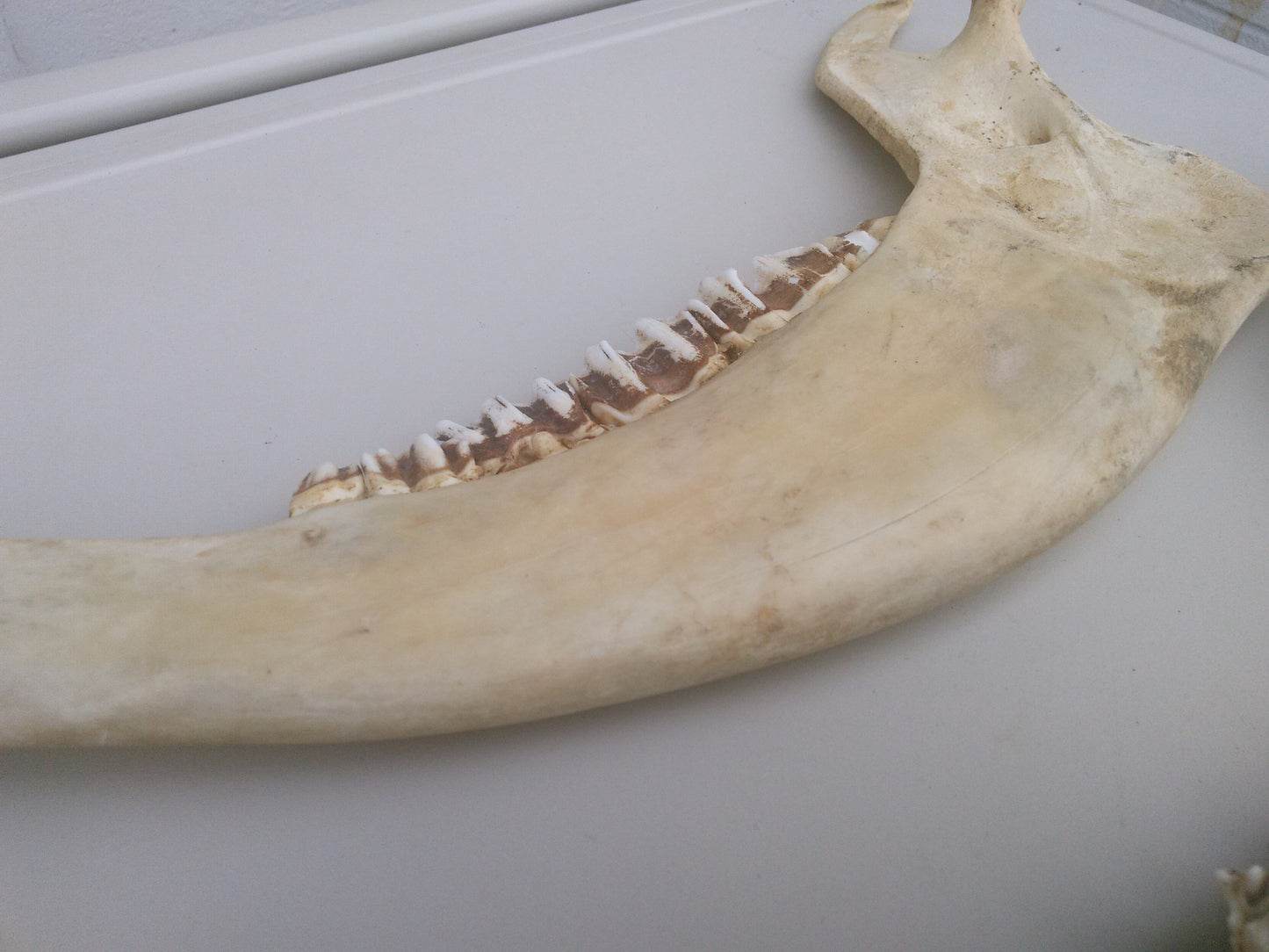 HORSE OR OTHER ANIMAL JAW TEETH FREE SHIP