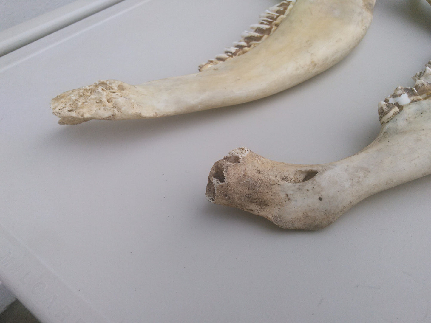 HORSE OR OTHER ANIMAL JAW TEETH FREE SHIP