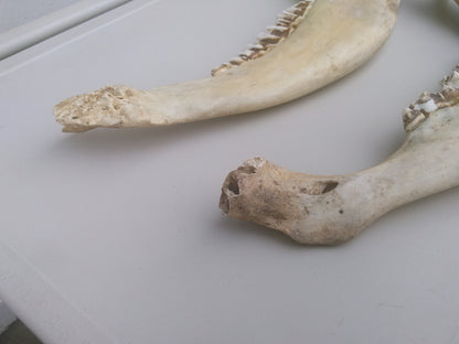 HORSE OR OTHER ANIMAL JAW TEETH FREE SHIP