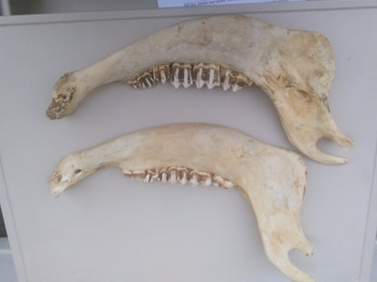 HORSE OR OTHER ANIMAL JAW TEETH FREE SHIP