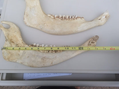 HORSE OR OTHER ANIMAL JAW TEETH FREE SHIP