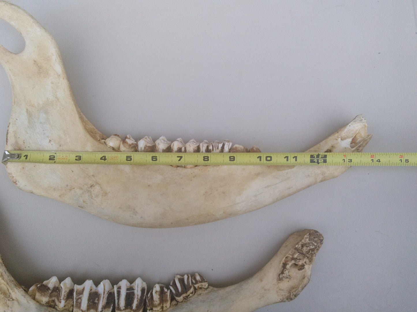 HORSE OR OTHER ANIMAL JAW TEETH FREE SHIP